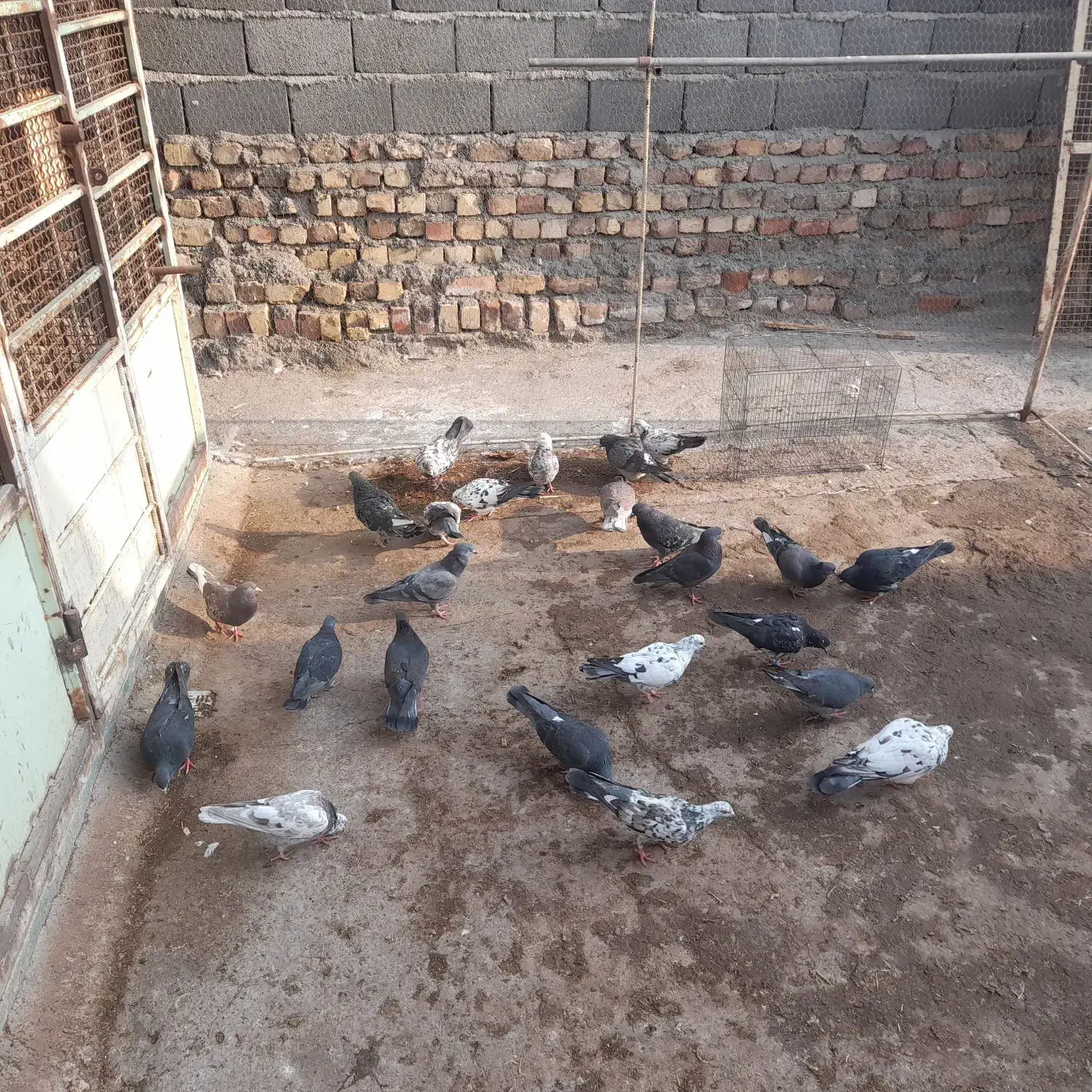 کبوتر|پرنده|ساوه, |دیوار