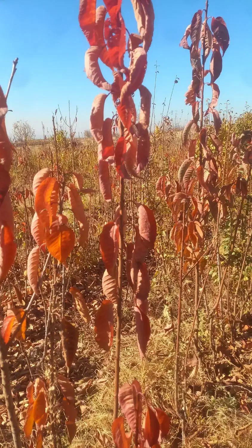 نهال|خدمات باغبانی و درختکاری|نیشابور, فضل|دیوار