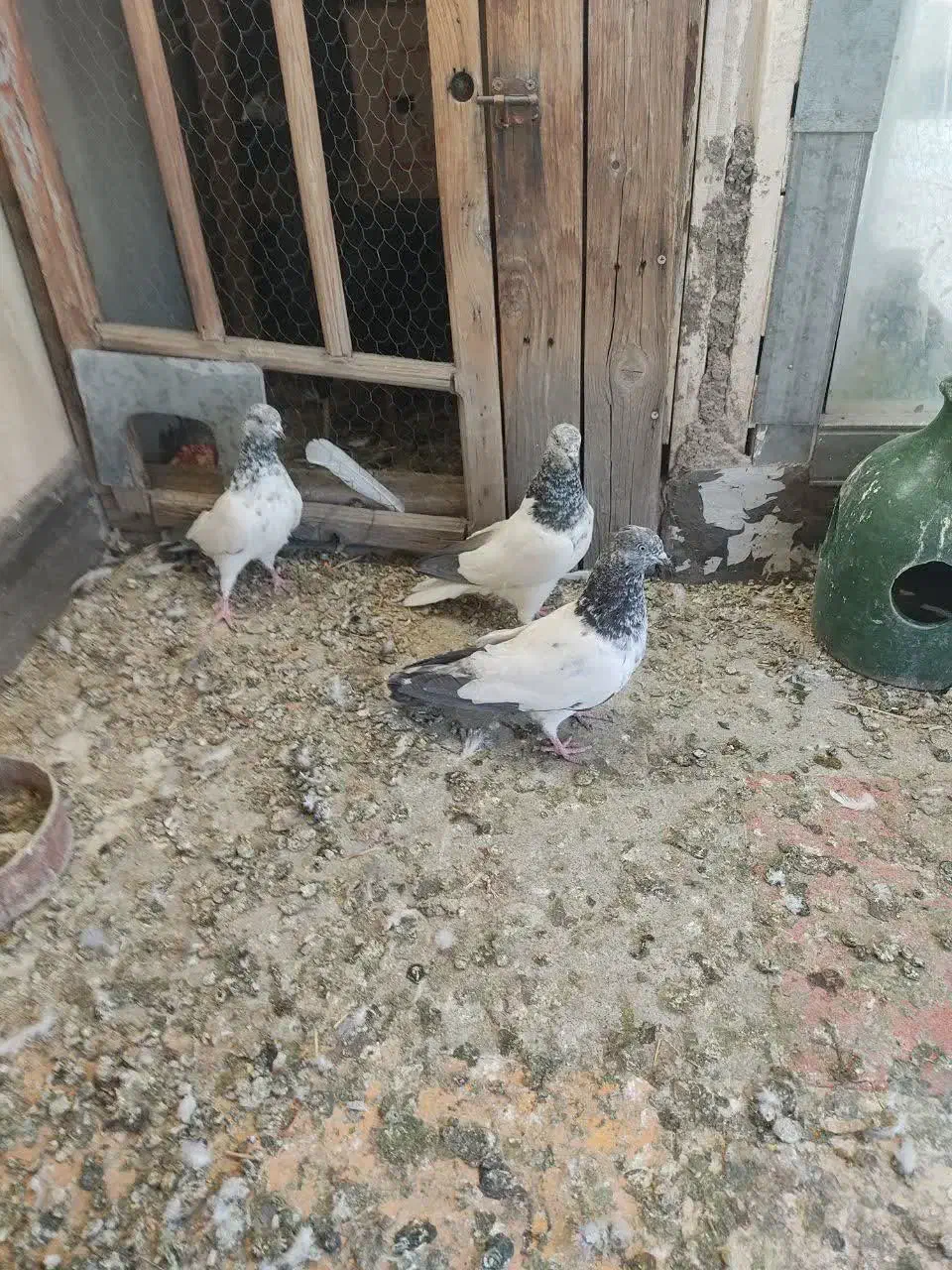 کبوتر مسافتی و پلاکی وکله دم سبز|پرنده|فردیس, شهرک شهید حسینی|دیوار