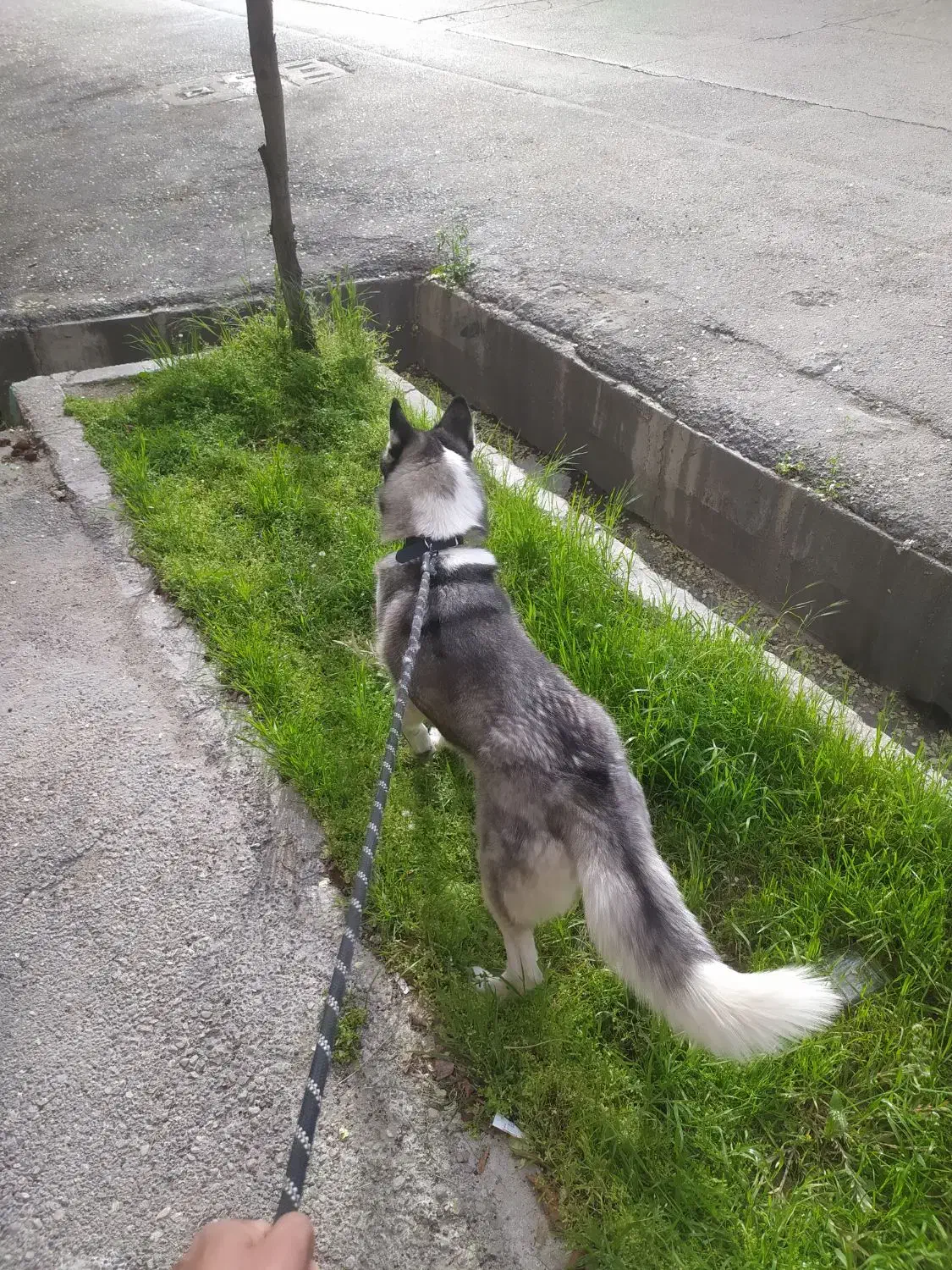 واگذاری هاسکی زیبا|سگ|شیراز, عفیف‌آباد|دیوار