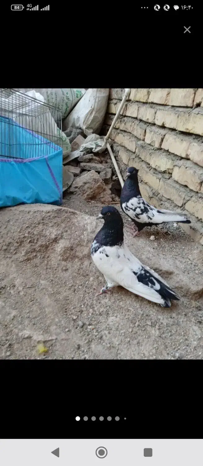 جفت سرسیاه کلاهی جفت سینه سیاه دوتا سورملقی|پرنده|کرمان, |دیوار