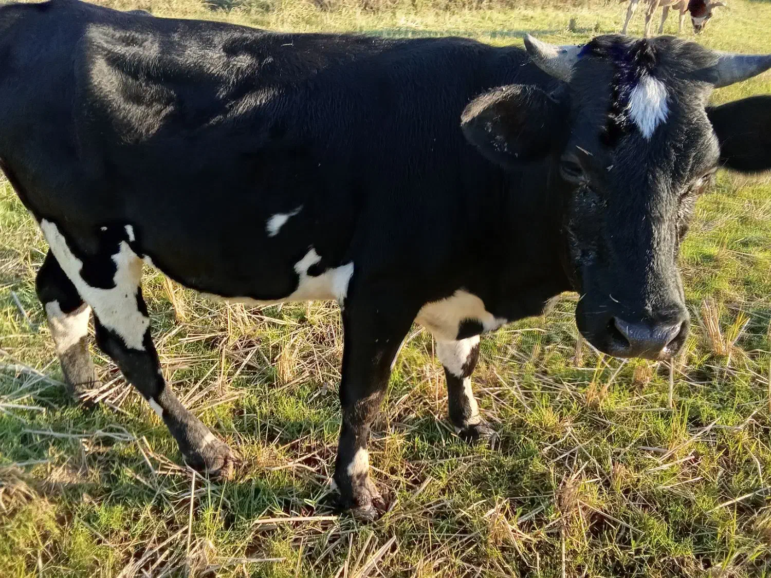 سلام یک راس لیشه دوردورک قیمت ۷۵تومان|حیوانات مزرعه|سنگر, |دیوار