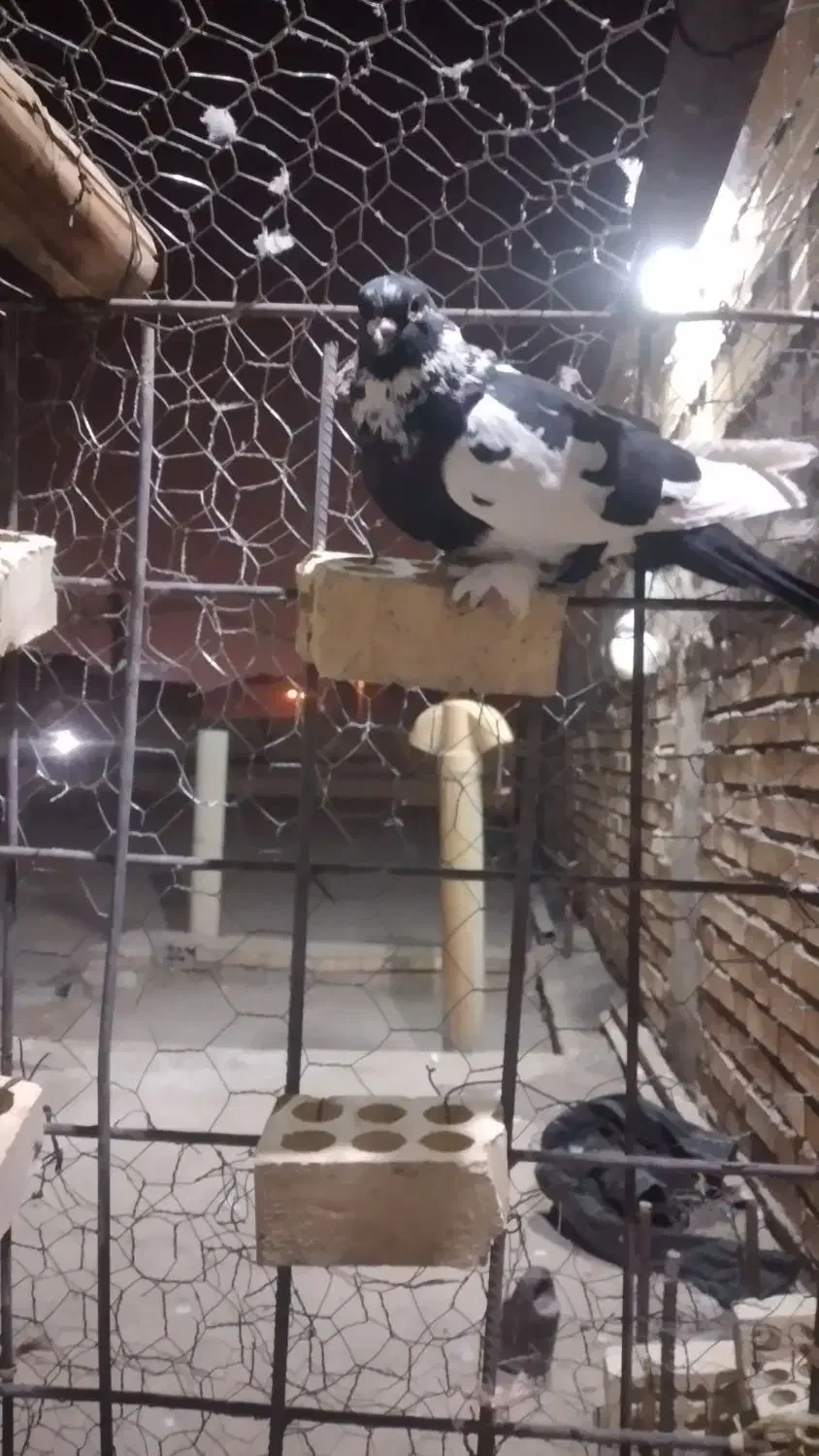 نر ابلق پیسه کم یاب دوری دوری|پرنده|شوشتر, |دیوار