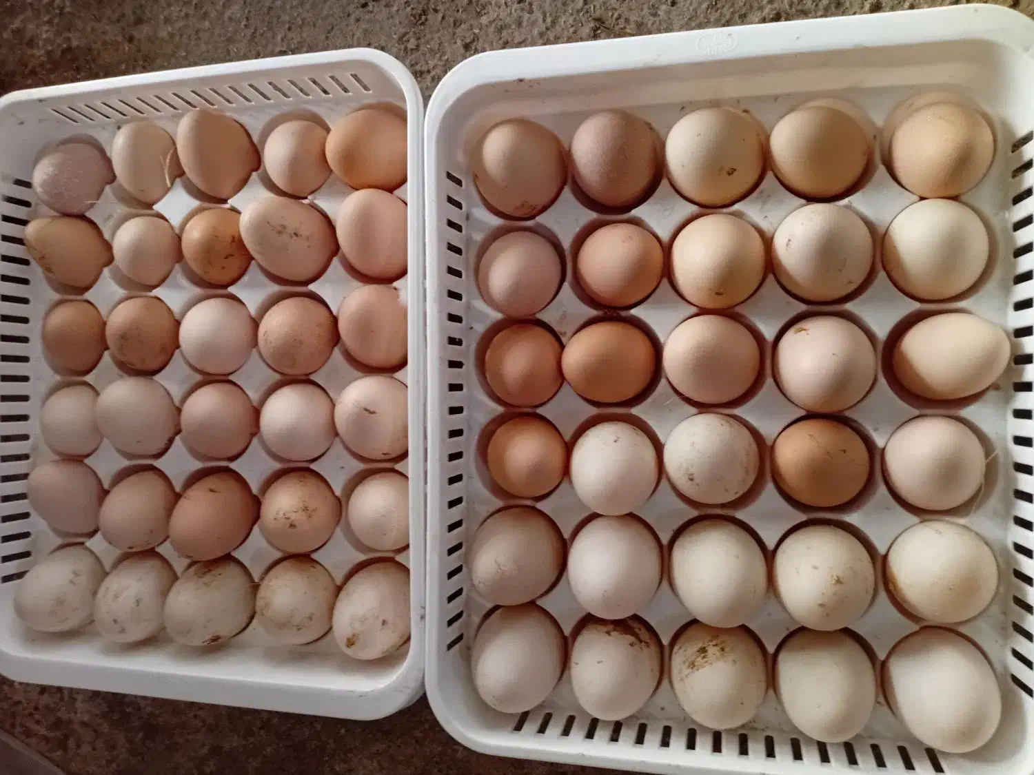 تخم مرغ محلی و اردکی نطفه دار|خوردنی و آشامیدنی|لنگرود, |دیوار