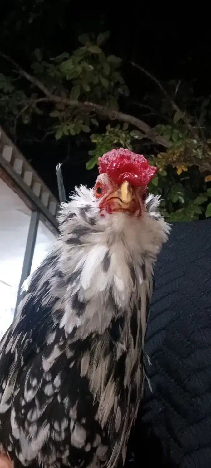 خروس گلین ریشو چهل تاج|حیوانات مزرعه|شهرکرد, |دیوار