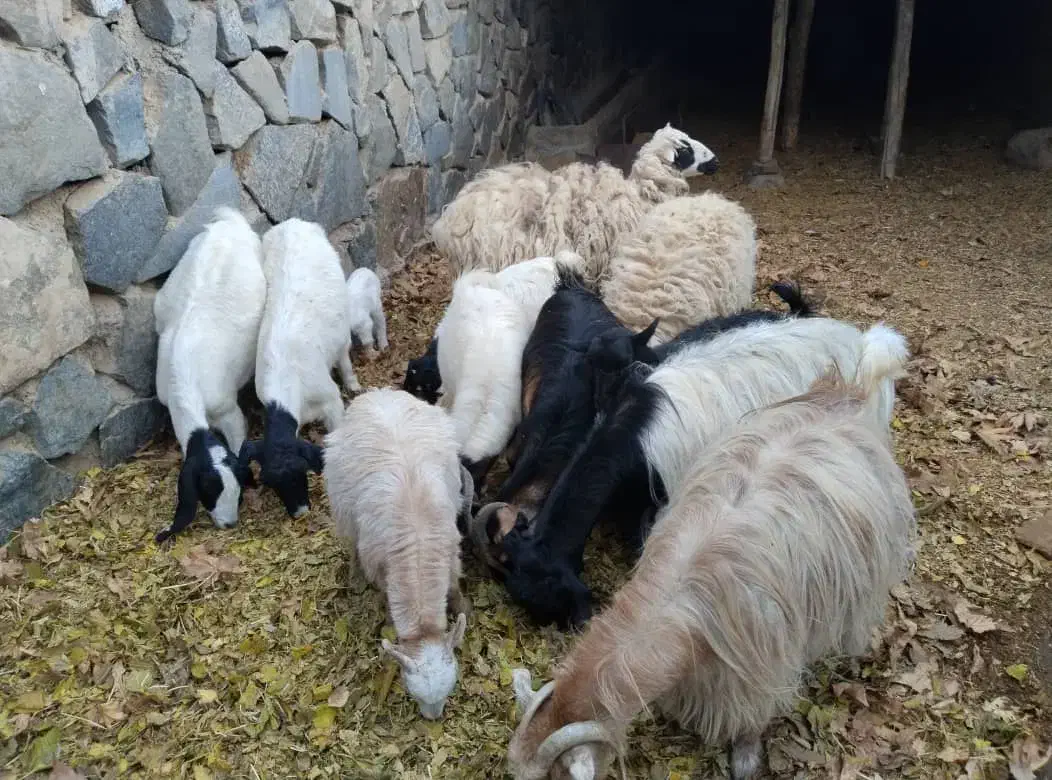 11عدد بز قیمت مفت|حیوانات مزرعه|نطنز, |دیوار