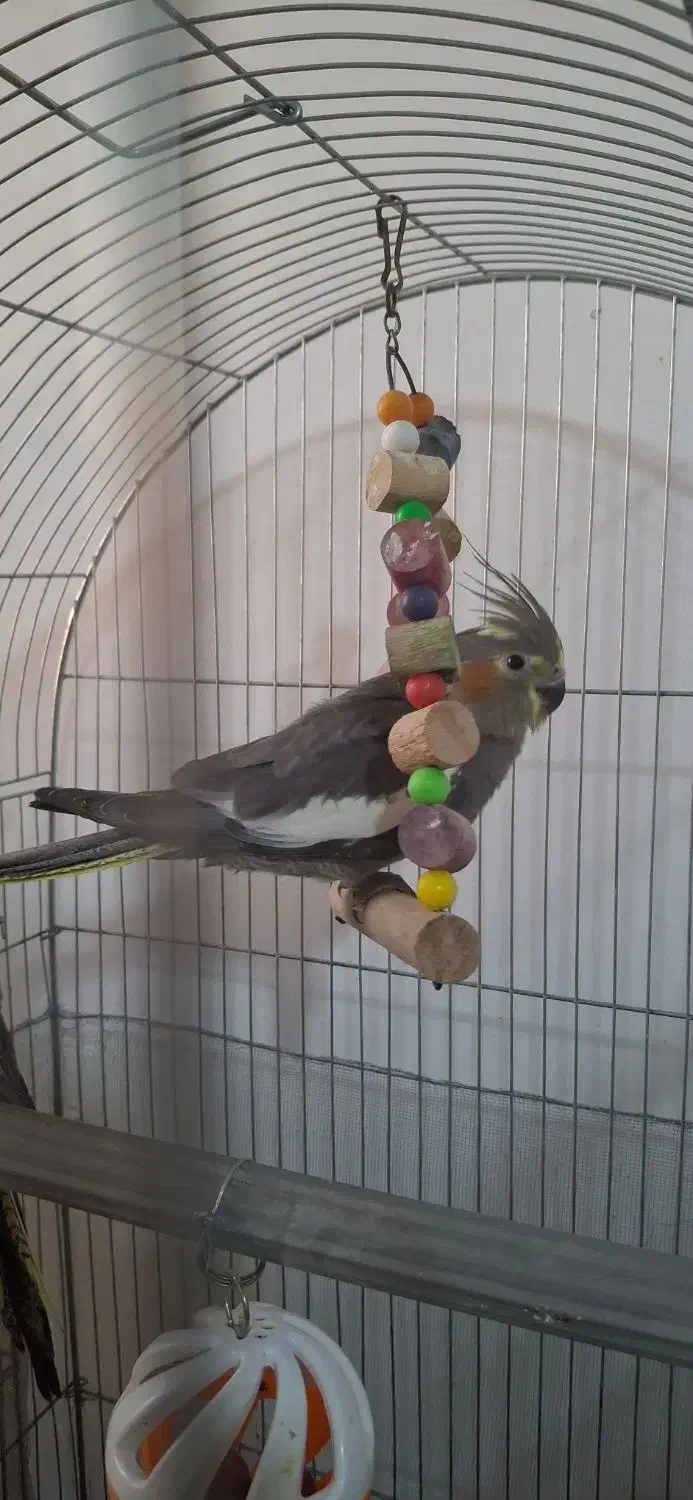 عروس هلندی نر|پرنده|پاکدشت, پاکدشت (مامازند)|دیوار