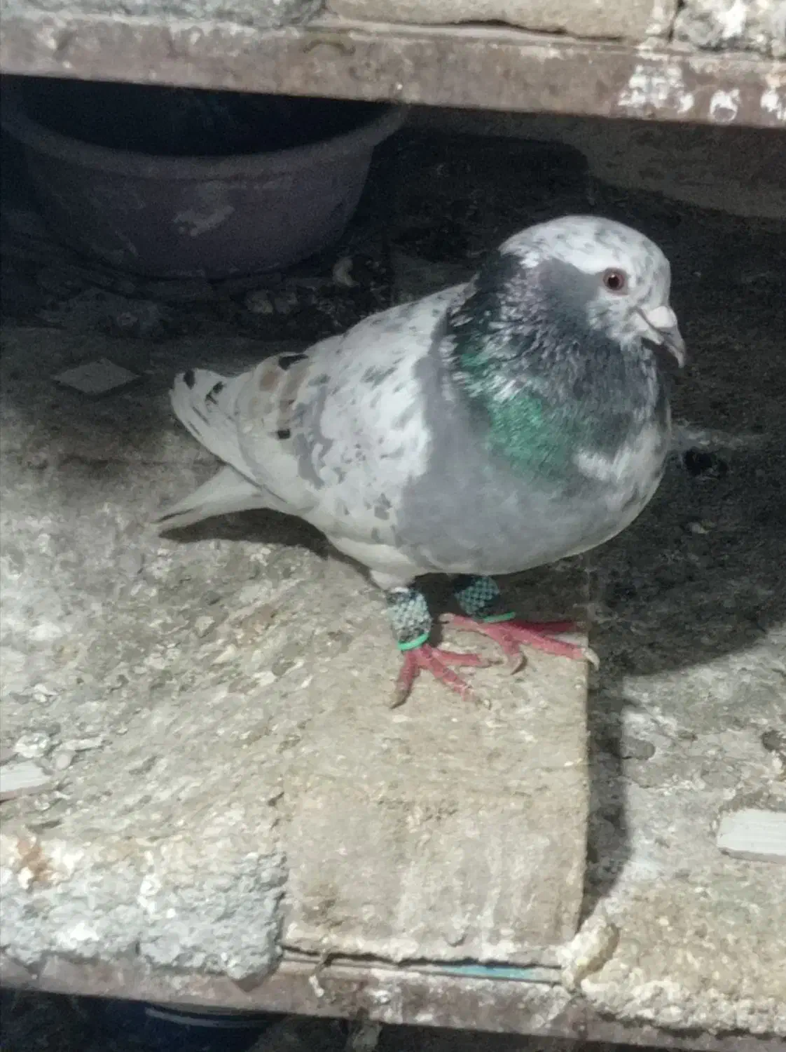 کفتر|پرنده|سبزوار, قلعهنو دهزار|دیوار