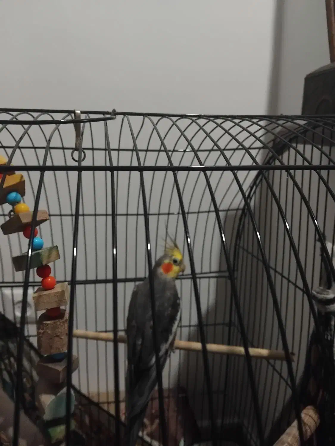 عروس هلندی نر سخنگو|پرنده|لاهیجان, لیالستان|دیوار