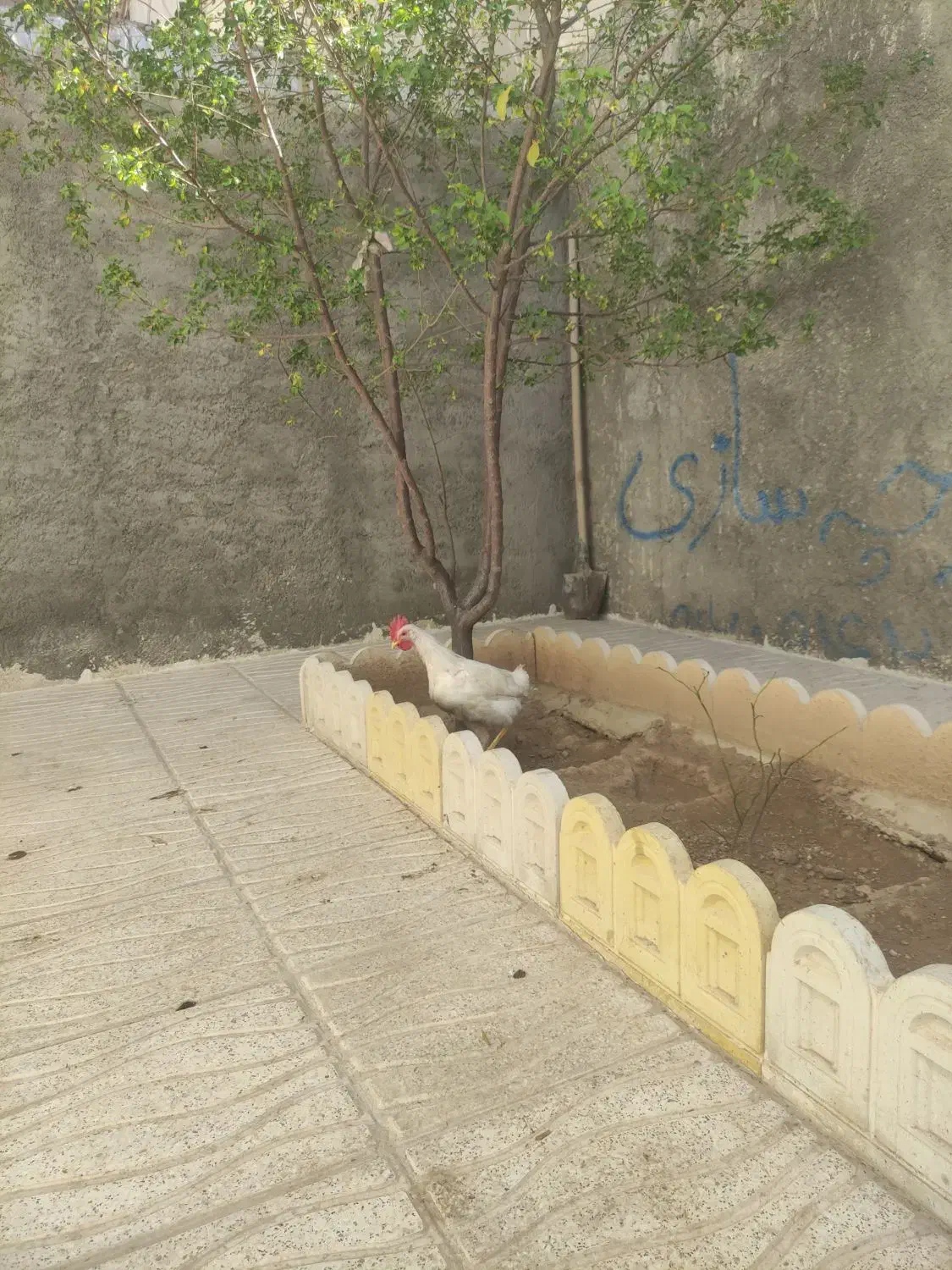 خروس|حیوانات مزرعه|کوهدشت, |دیوار