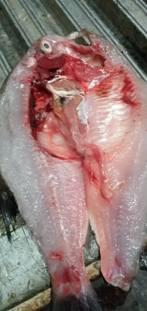 ماهی کپور تازه ۵۰|ماهی|شوش, |دیوار