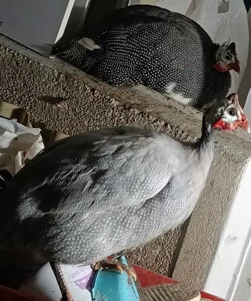 فروش مرغ شاخ دار|حیوانات مزرعه|تهران, مینای شمالی (مخبر)|دیوار