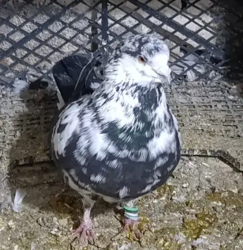 کبوتر|پرنده|بوکان, |دیوار