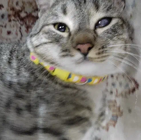 گربه گمشده|حیوانات|قم, تولید دارو و یخچال|دیوار