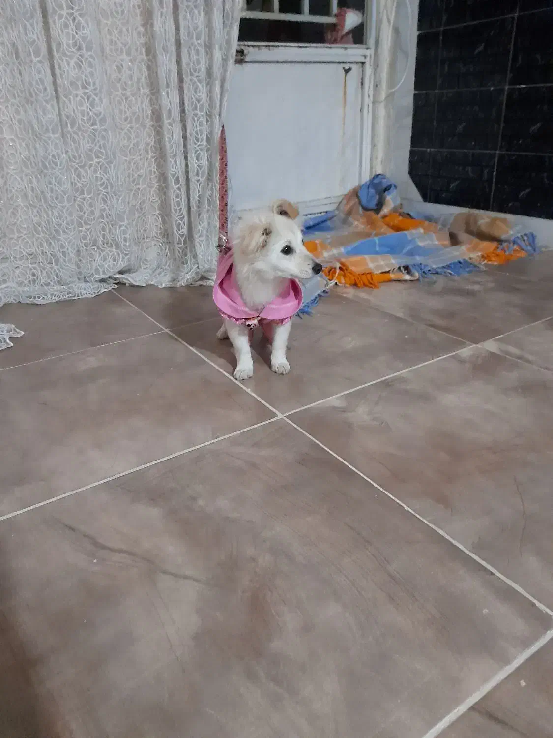 سگ اشپیتز|سگ|کرمانشاه, |دیوار