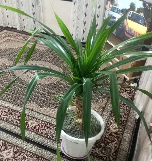 گل پاندانوس بزرگ|گل و گیاه طبیعی|دینور, |دیوار