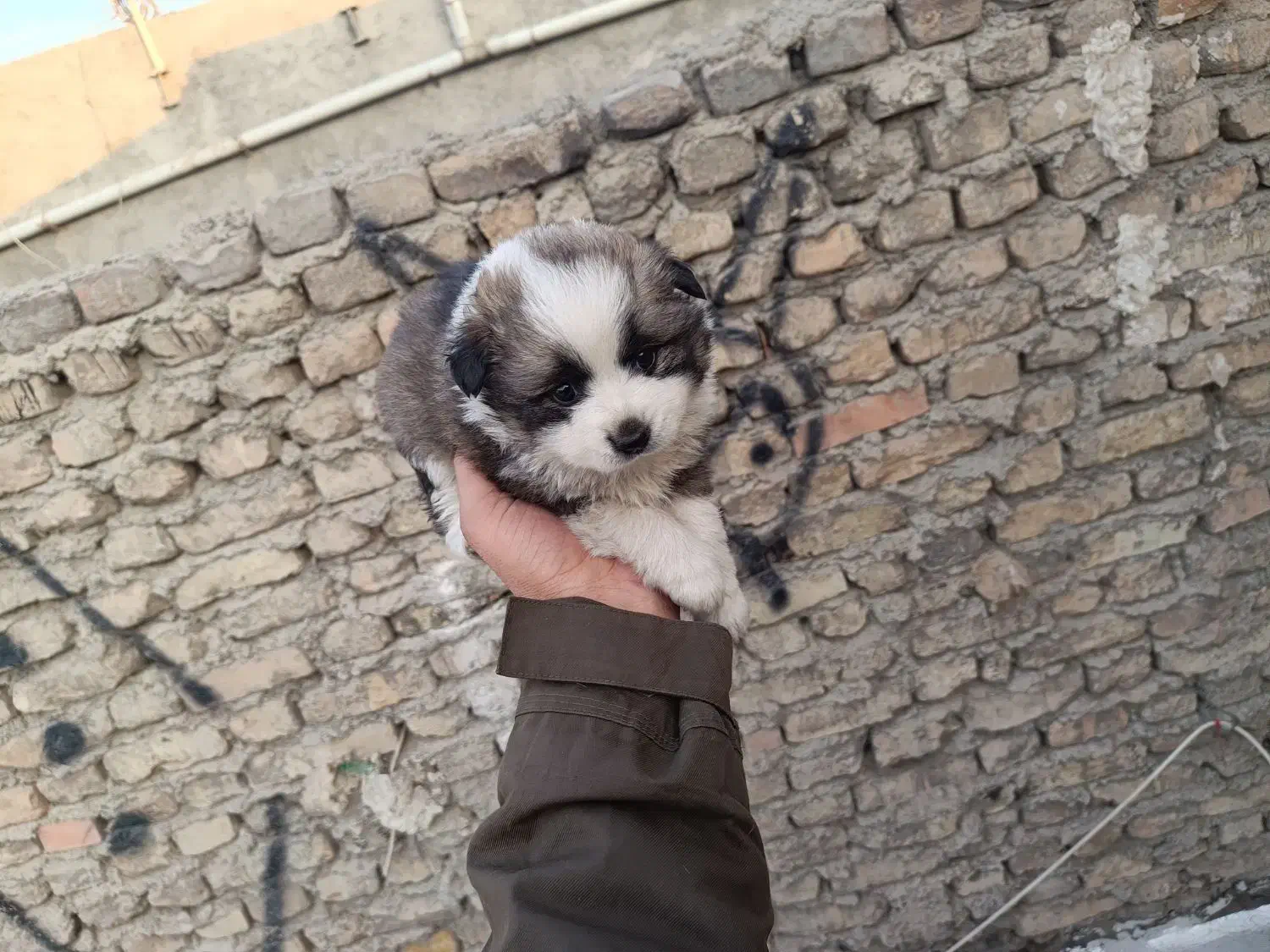 روباهی پامرانین|سگ|قرچک, مهدیه|دیوار