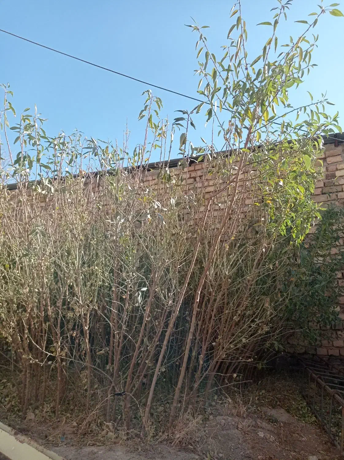 نهال بادام|گل و گیاه طبیعی|قیدار, |دیوار