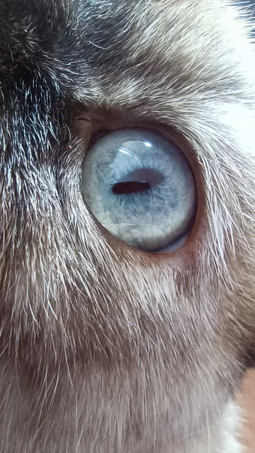 گربه ماده پرشین اسکاتیش|گربه|گنبد کاووس, |دیوار