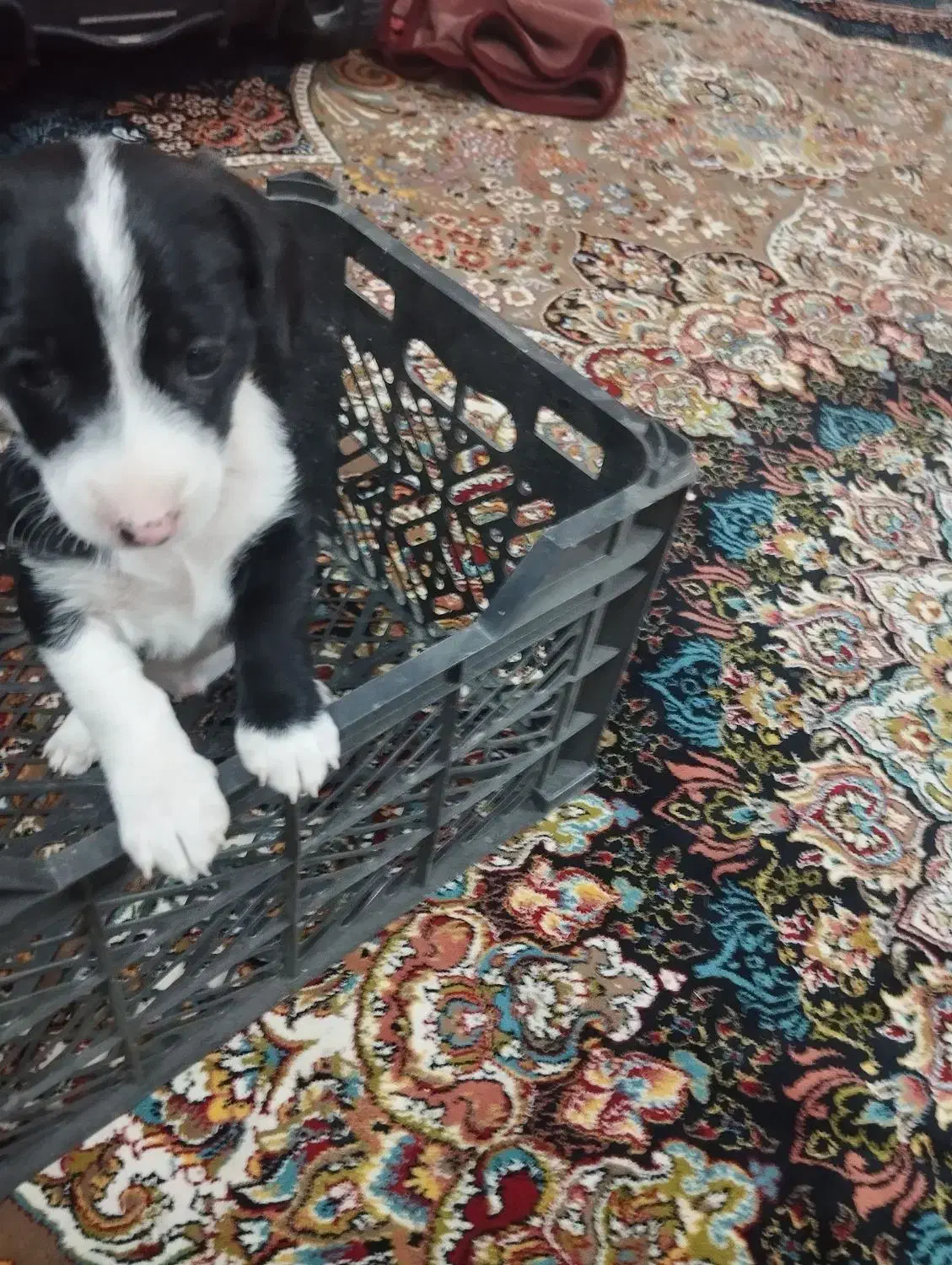 سگ پاکوتاه|سگ|یزد, |دیوار