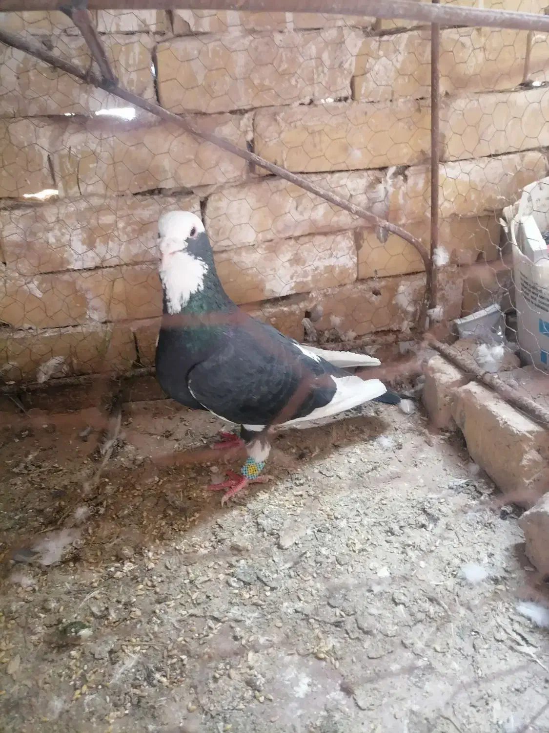 کفتر|پرنده|تربت‌حیدریه, پائین ولایت|دیوار