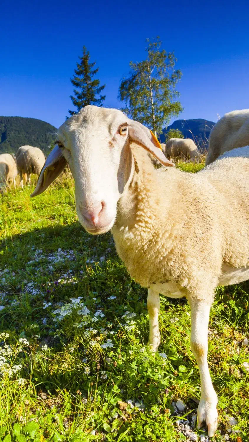 میش داشتی جفتی22|حیوانات مزرعه|چیتاب, |دیوار