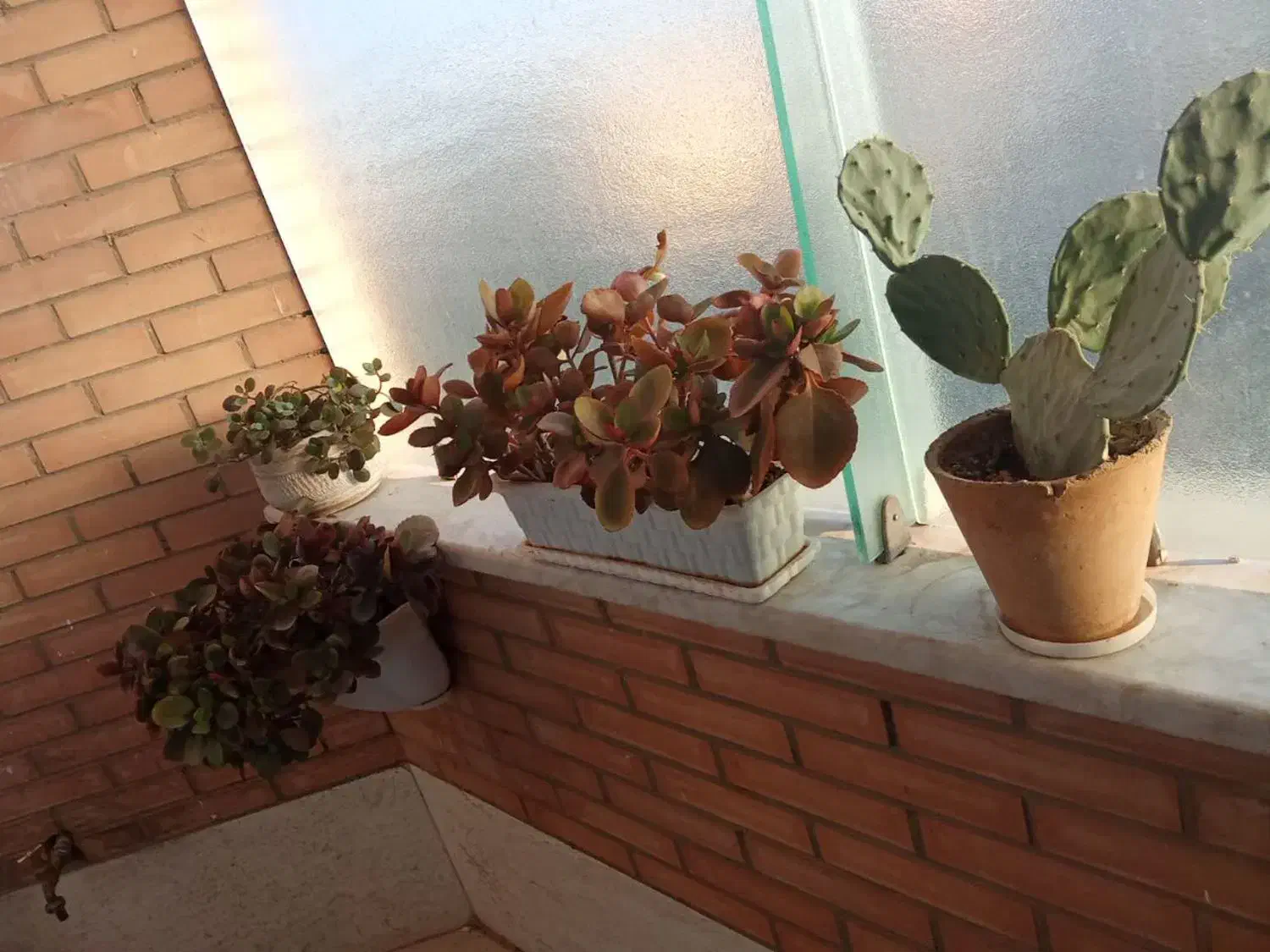 گل آپارتمانی|گل و گیاه طبیعی|اصفهان, رکن الدوله شرقی|دیوار