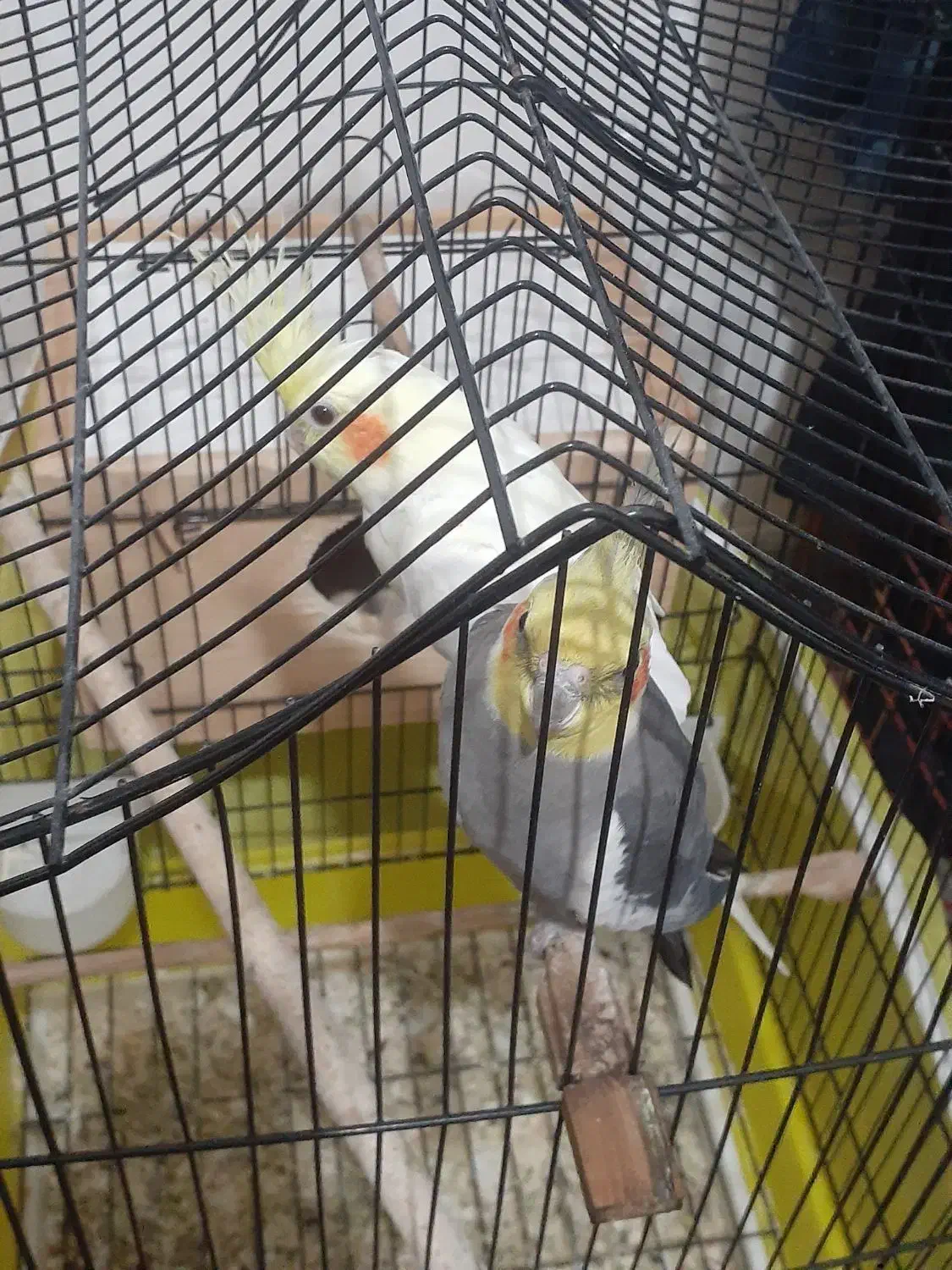 عروس هلندی و گیرینجیک و برزیلی|پرنده|صومعهسرا, |دیوار