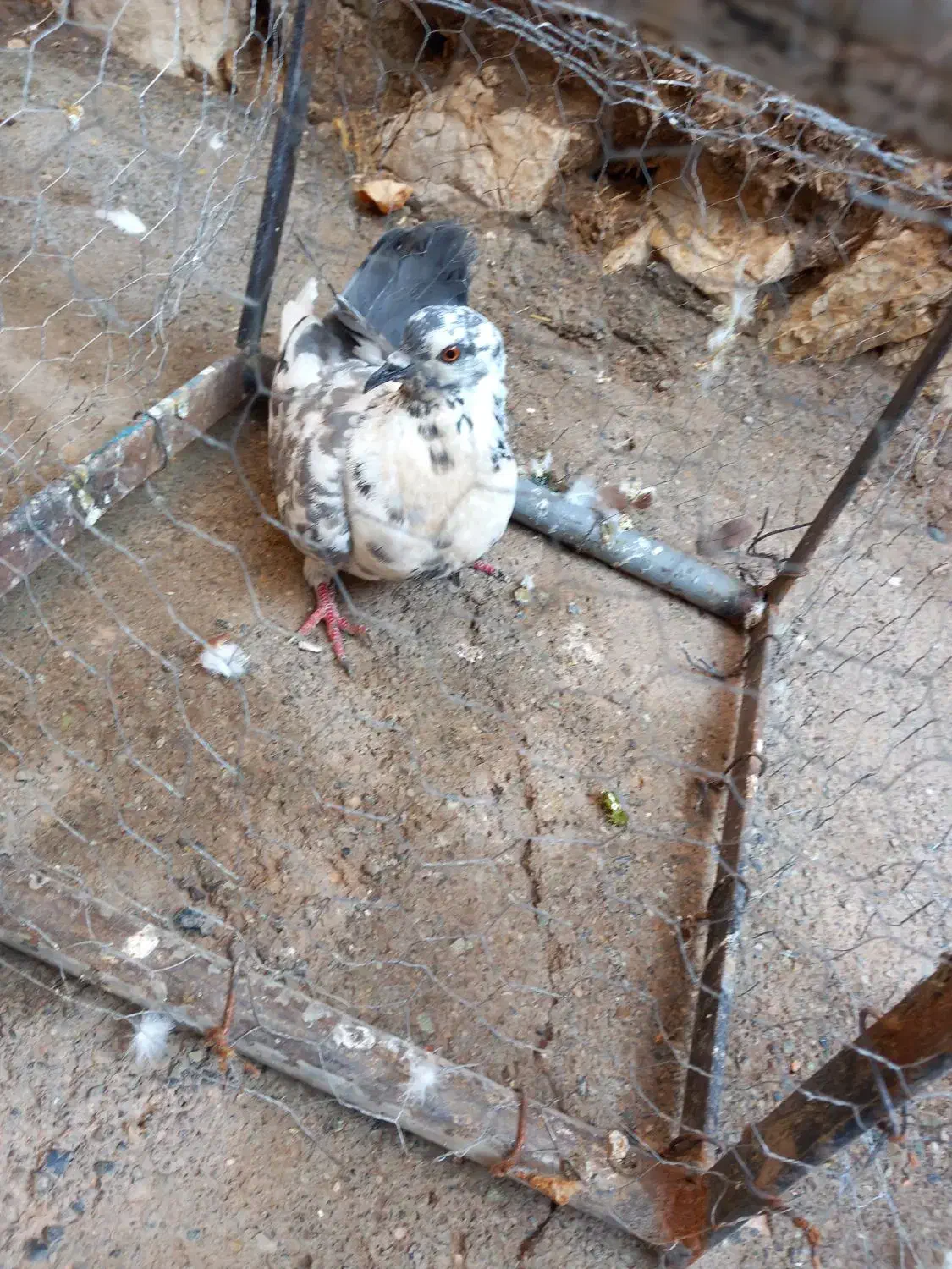 کفتر پرشی|پرنده|خوی, |دیوار