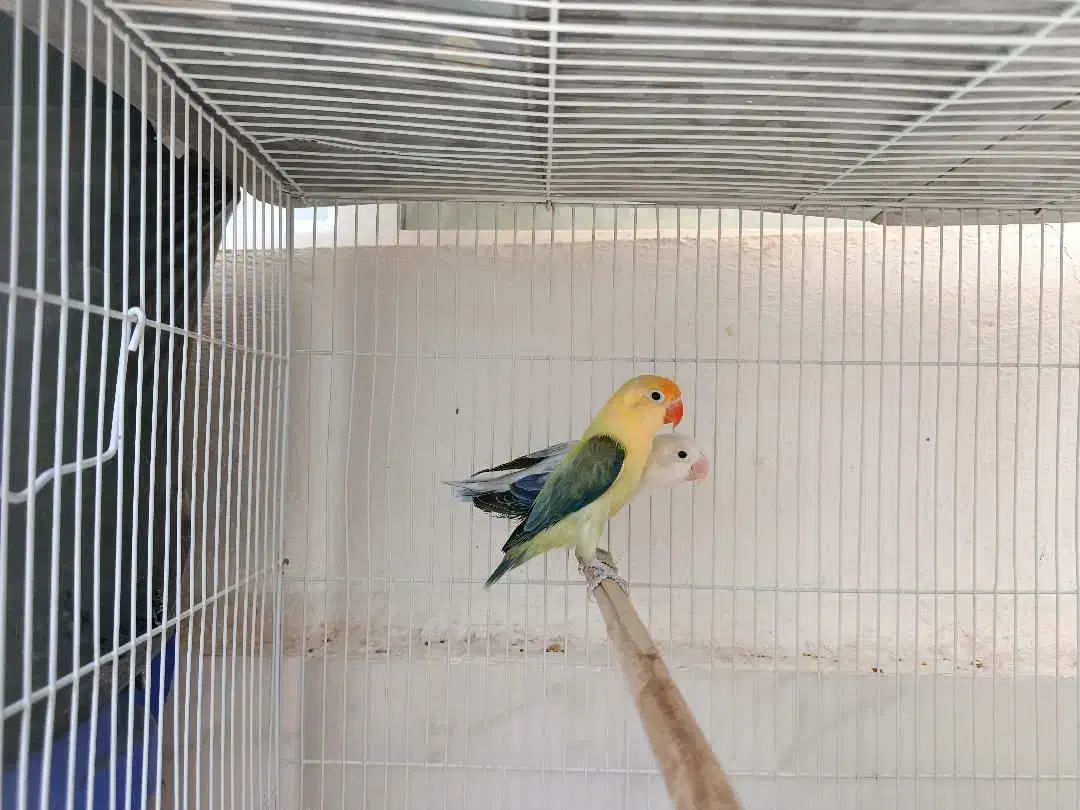 طوطی برزیلی یووینگ|پرنده|شیراز, شهرک گلستان|دیوار