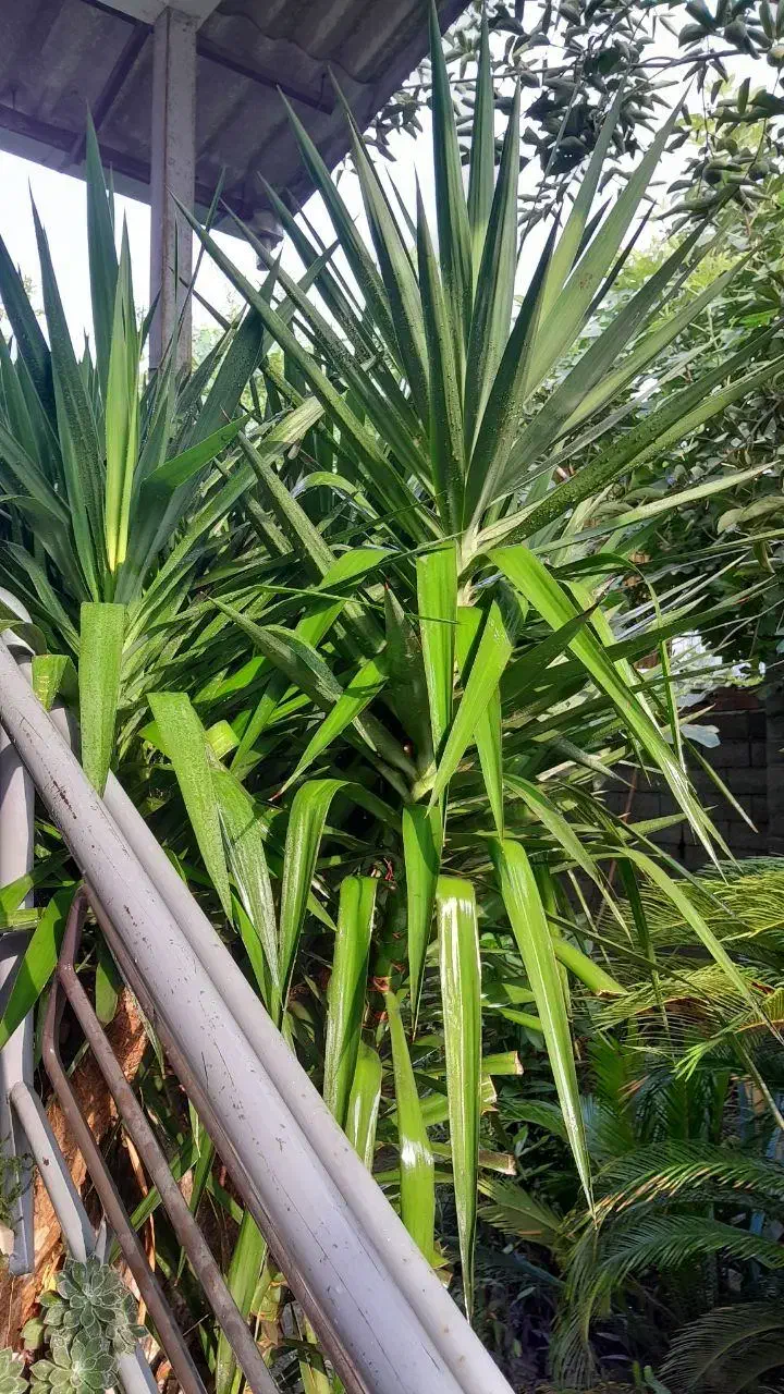 درخت یوکا باقدمت بیش از۳۰سال.غول پیکر.۳متری.سالم|گل و گیاه طبیعی|امیرکلا, |دیوار