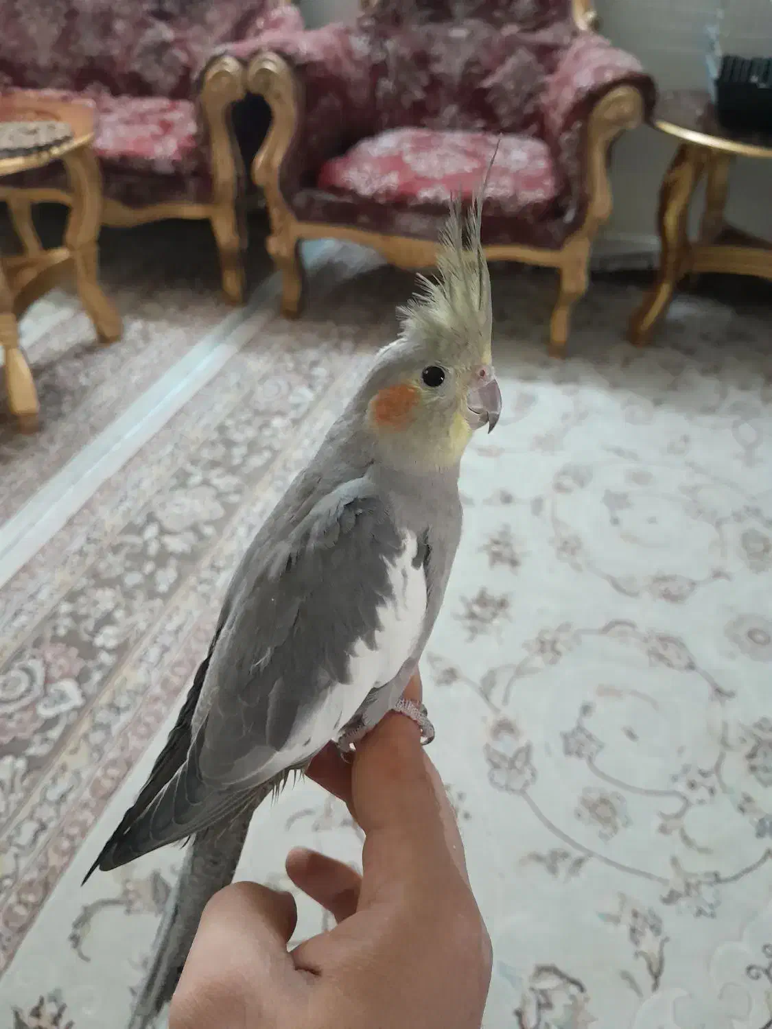 جفت عروس هلندی رام|پرنده|کرمانشاه, |دیوار