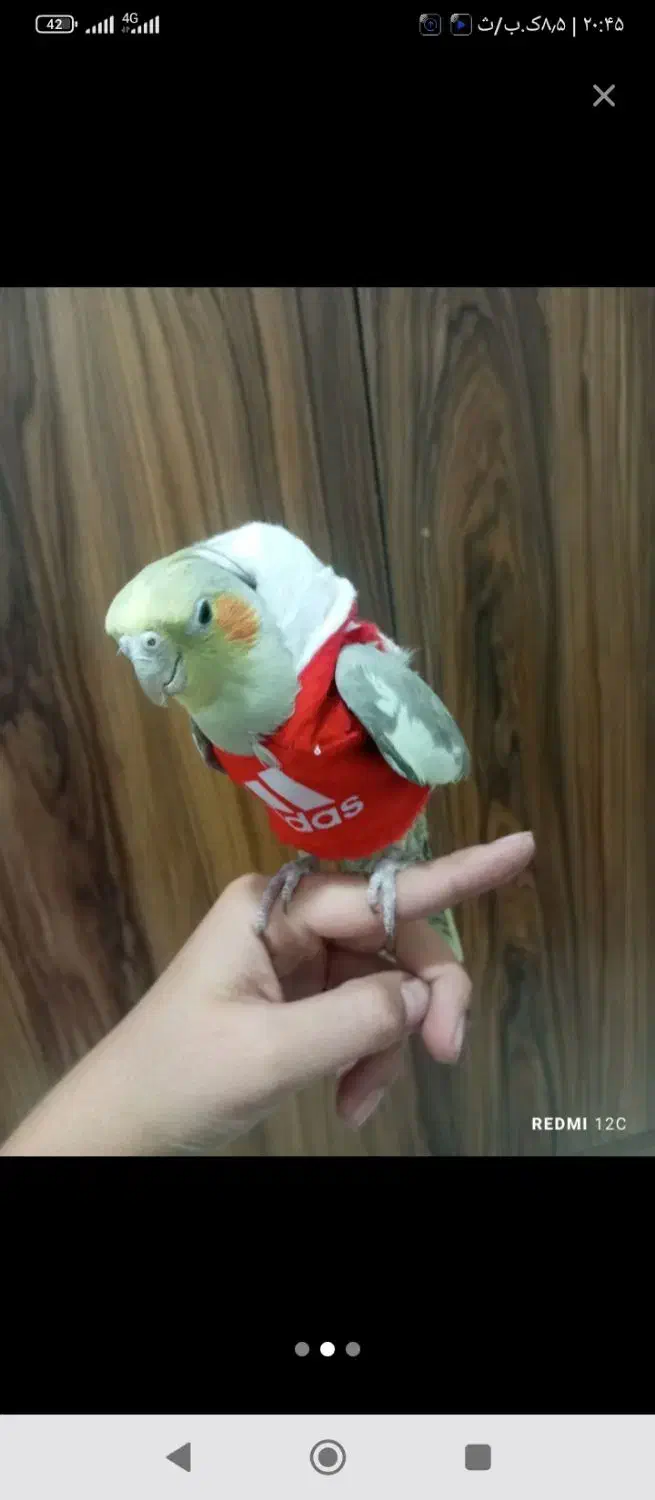 پرنده عروس هلندی|پرنده|فولادشهر, مسکن مهر فولادشهر|دیوار