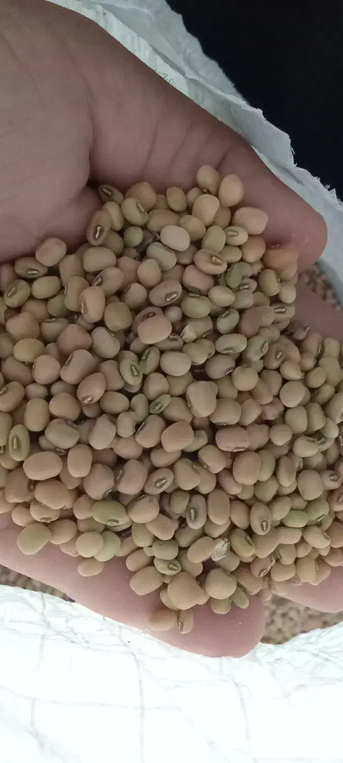 لوبیا آشی محلی 20کیلو به بالا 125ارسال هم دارم|خوردنی و آشامیدنی|ایلام, |دیوار