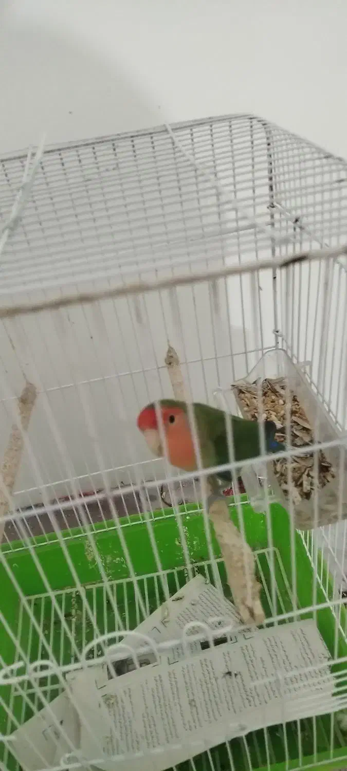 طوطی برزیلی|پرنده|برازجان, |دیوار