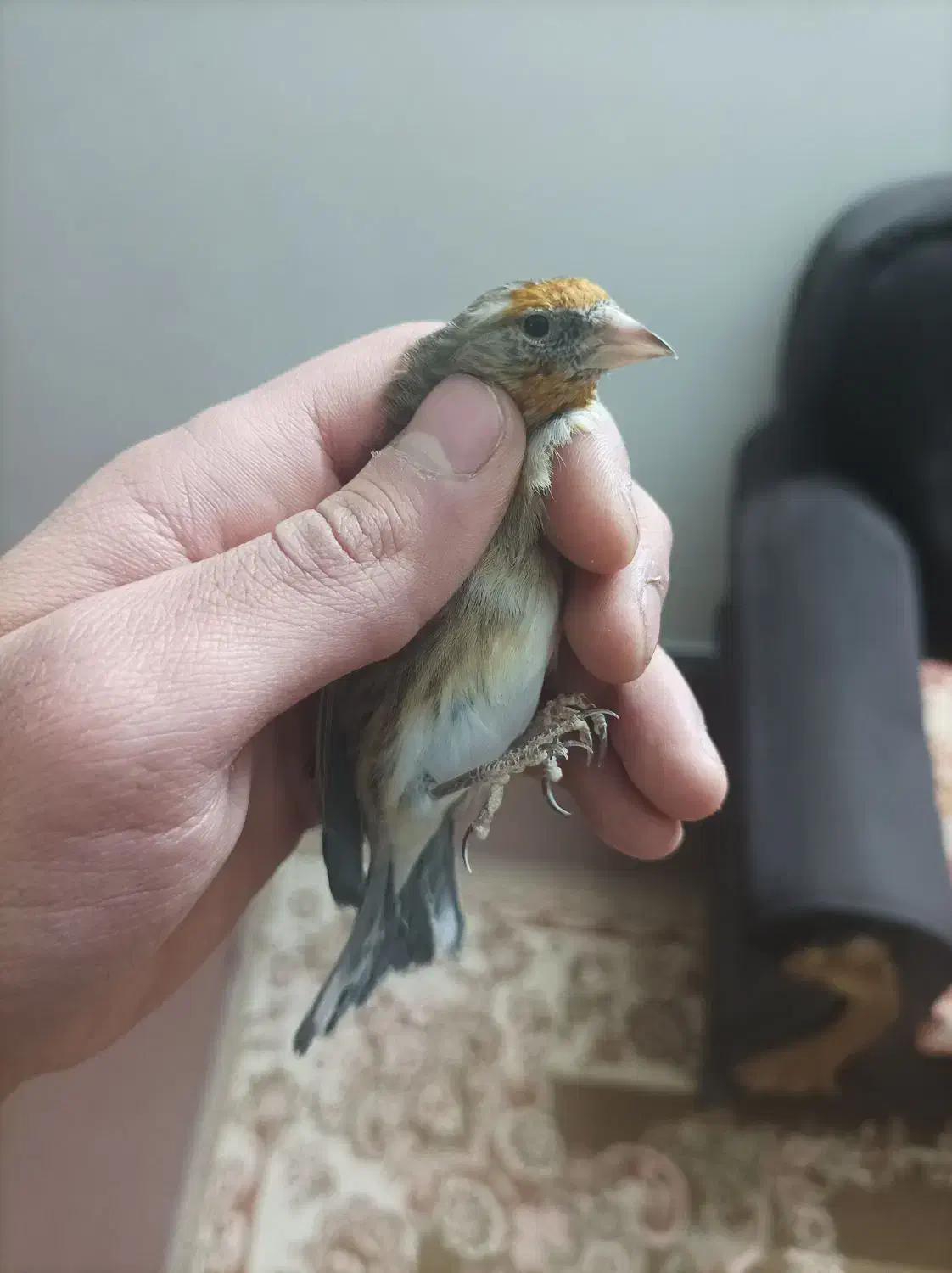 سهره قناری|پرنده|اراک, |دیوار