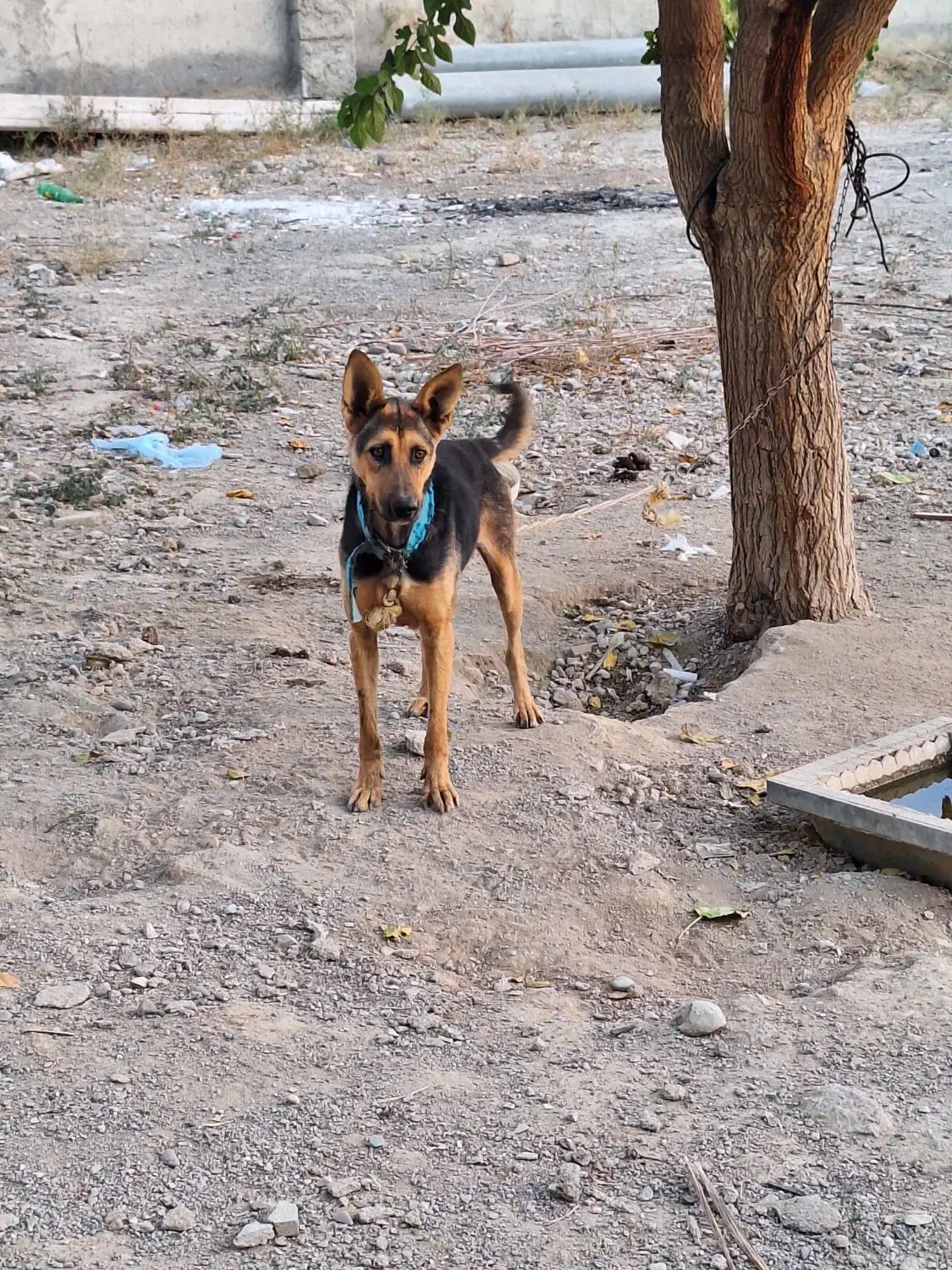 واگذاری سگ ژرمن ماده|سگ|هشتگرد, ایقربلاغ|دیوار