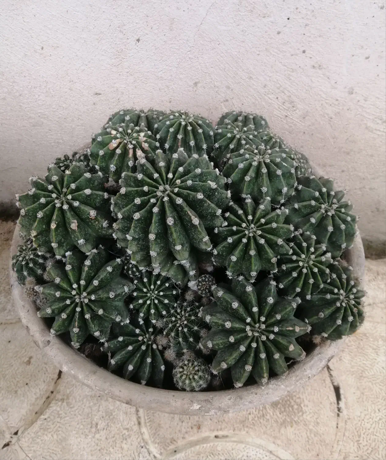 فروش کاکتوس آچینو (زیبا و کمیاب)|گل و گیاه طبیعی|اسالم, |دیوار