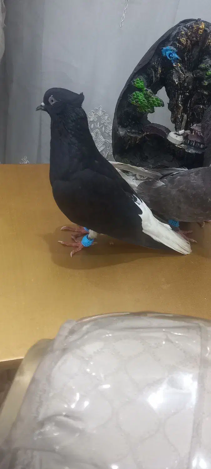 اشعل|پرنده|بندر ماهشهر, |دیوار