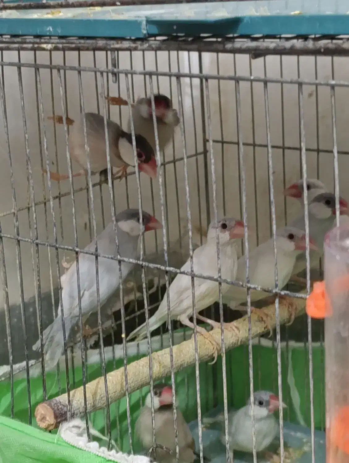 نرگسی شکلاتی|پرنده|باوی, |دیوار