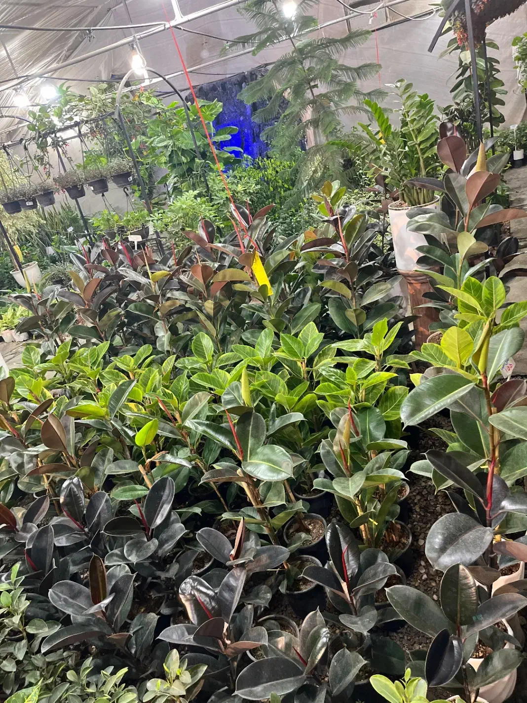 نیازمند همکار خانم جهت کار در گلستان یاس|استخدام خدمات فروشگاه و رستوران|قم, هفت تیر|دیوار