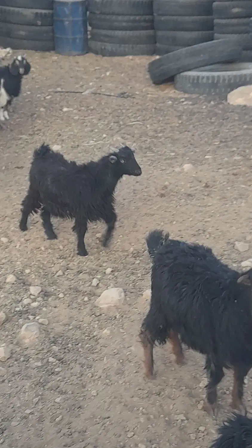 کهره نر و ماده|حیوانات مزرعه|آباده, |دیوار