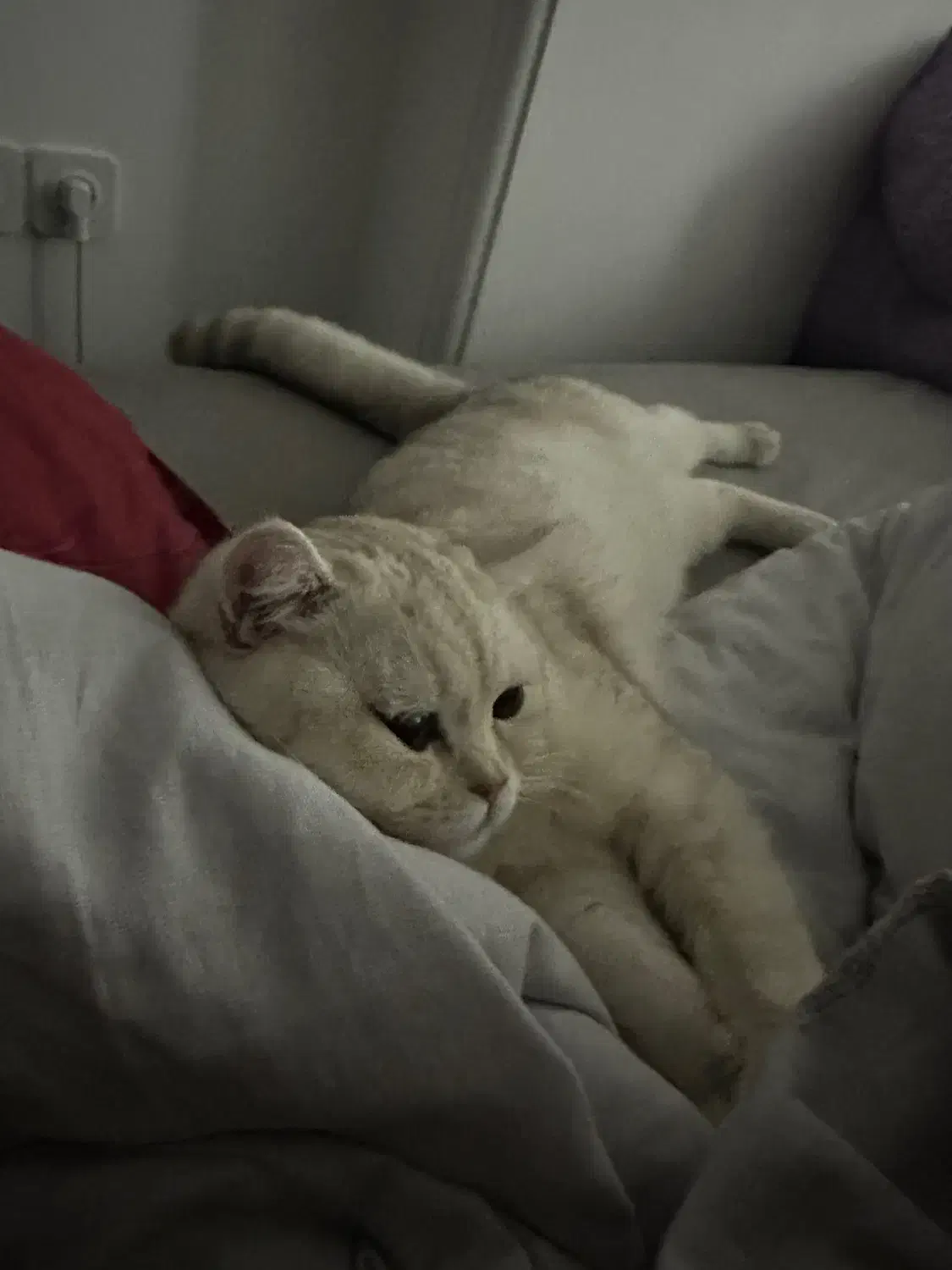 فروش گربه|گربه|قائم‌شهر, |دیوار