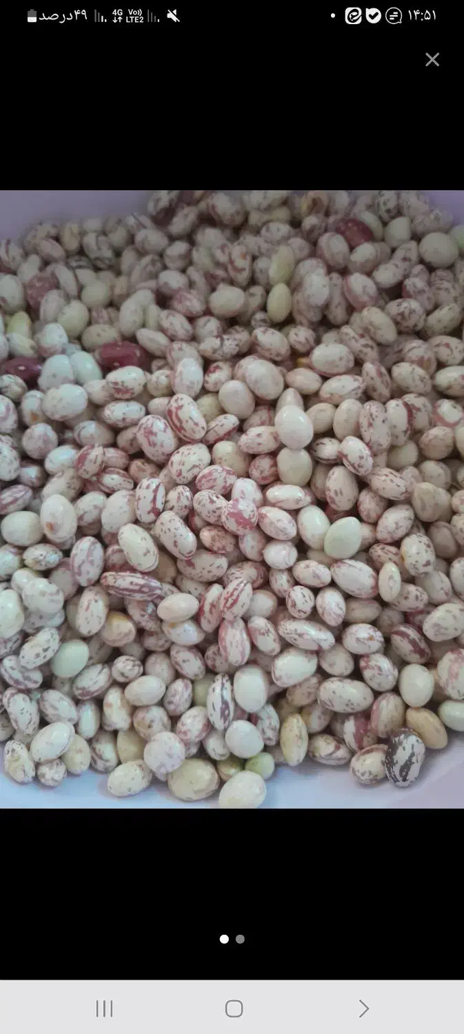 لوبیا چیتی با پوست|خوردنی و آشامیدنی|کلاردشت, |دیوار