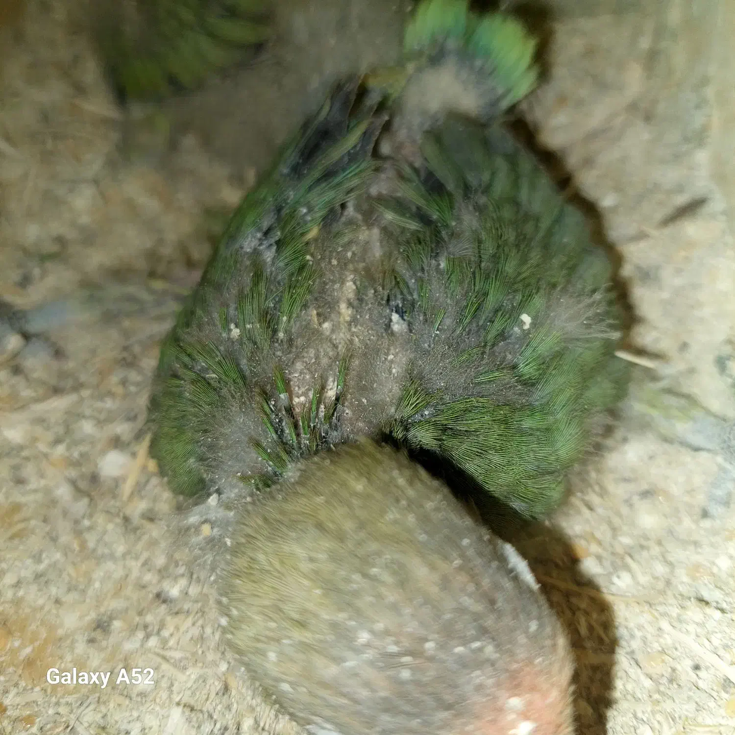 چند عدد برزیلی وعروس هلندی|پرنده|برازجان, |دیوار