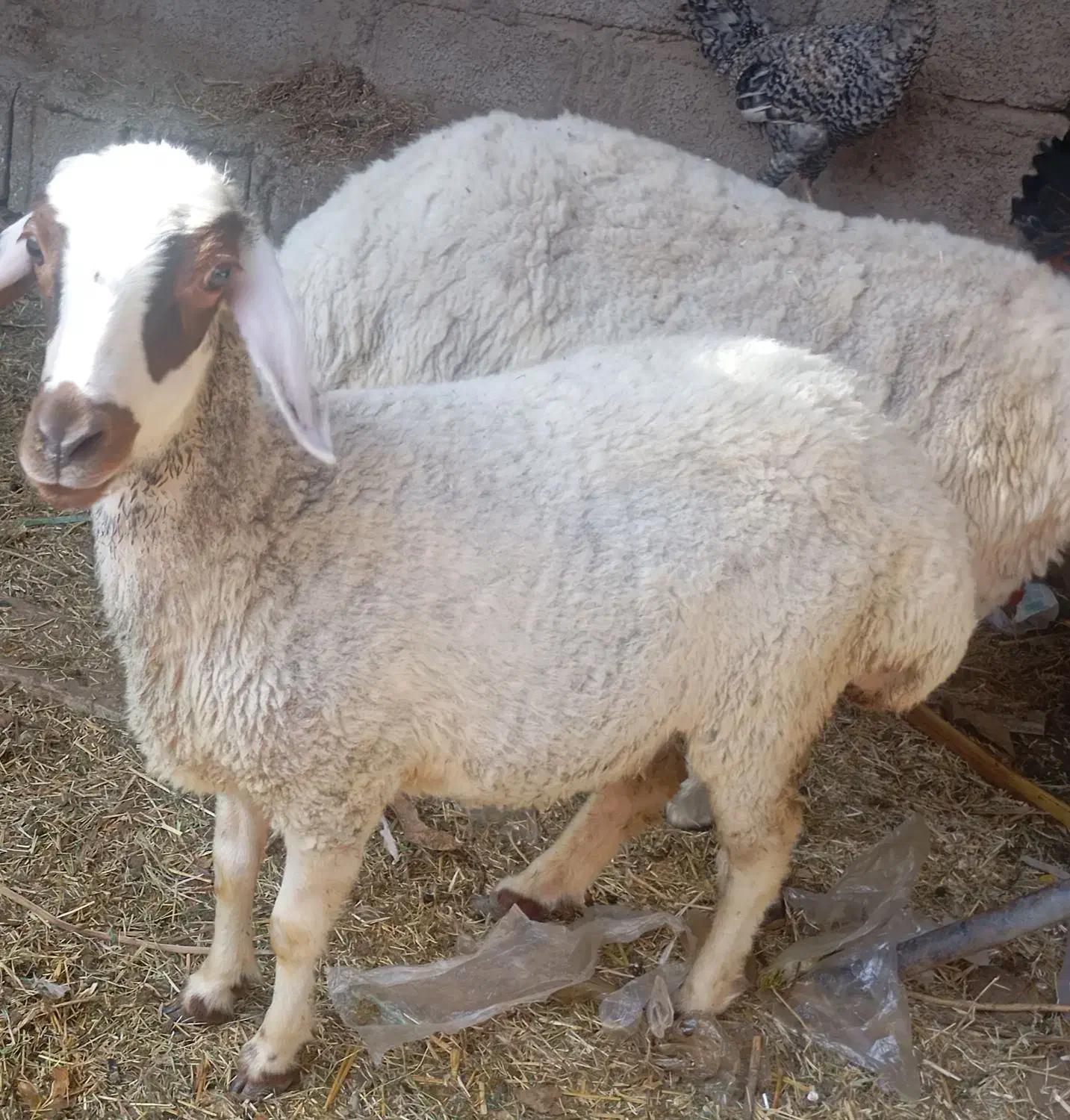 دو عدد بره ماده چاق سرحال سالم|حیوانات مزرعه|جیرفت, |دیوار
