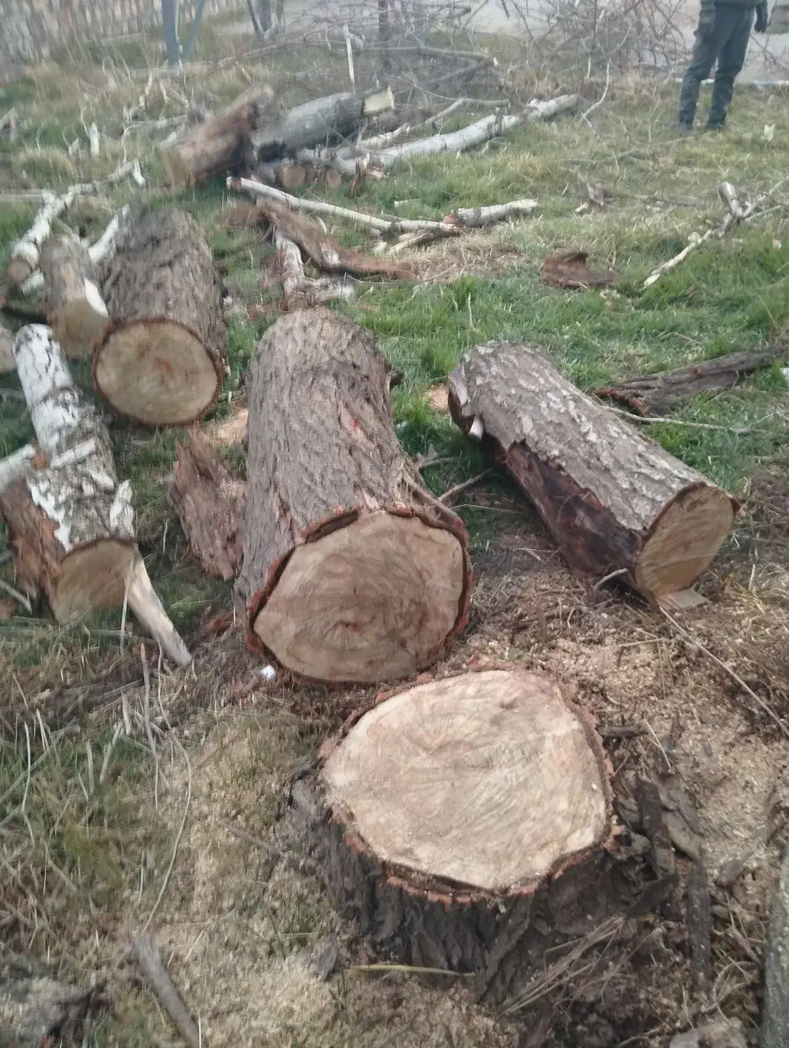 چوب|خدمات باغبانی و درختکاری|دورود, |دیوار