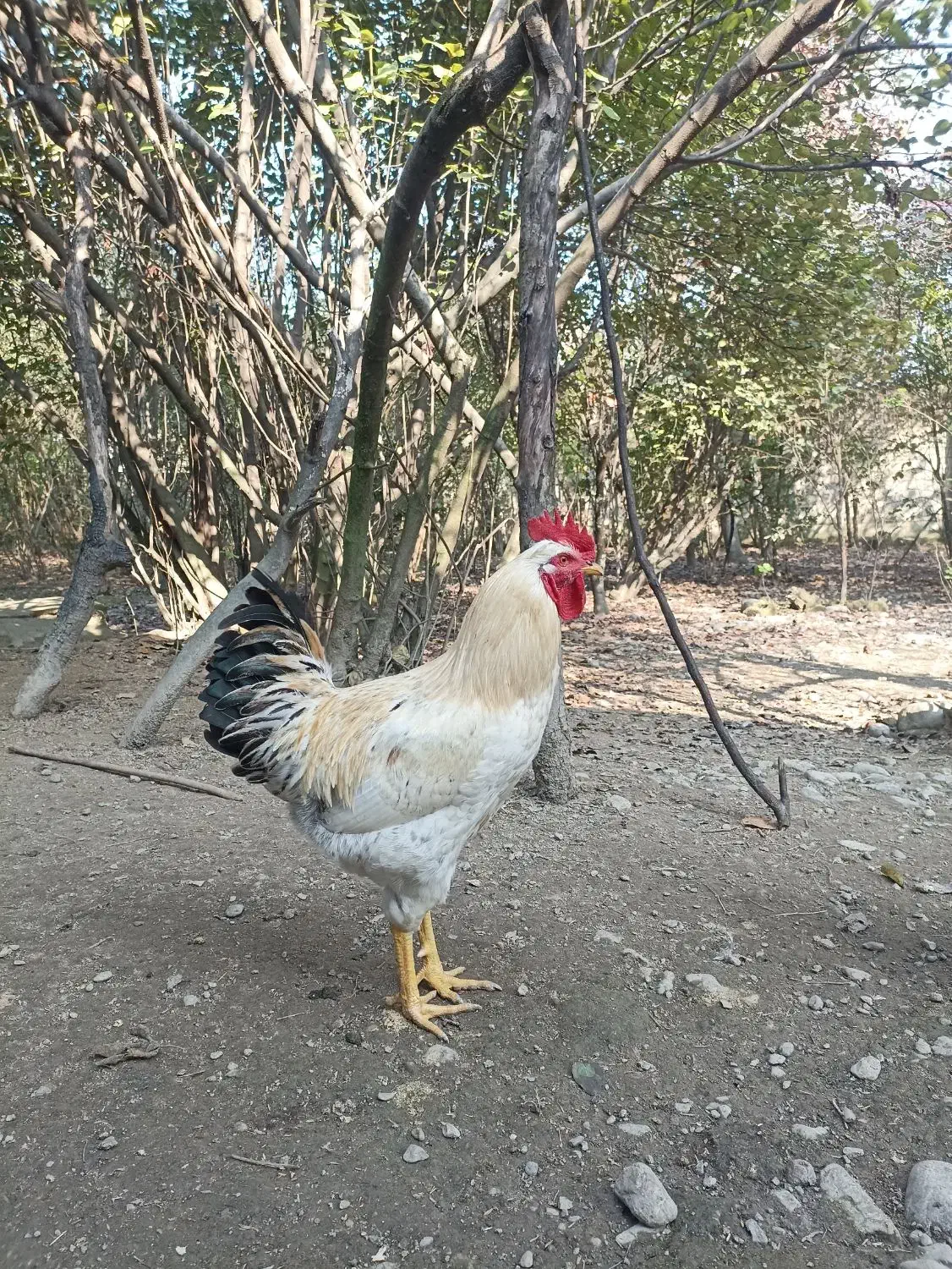 خروس محلی|حیوانات مزرعه|فومن, |دیوار