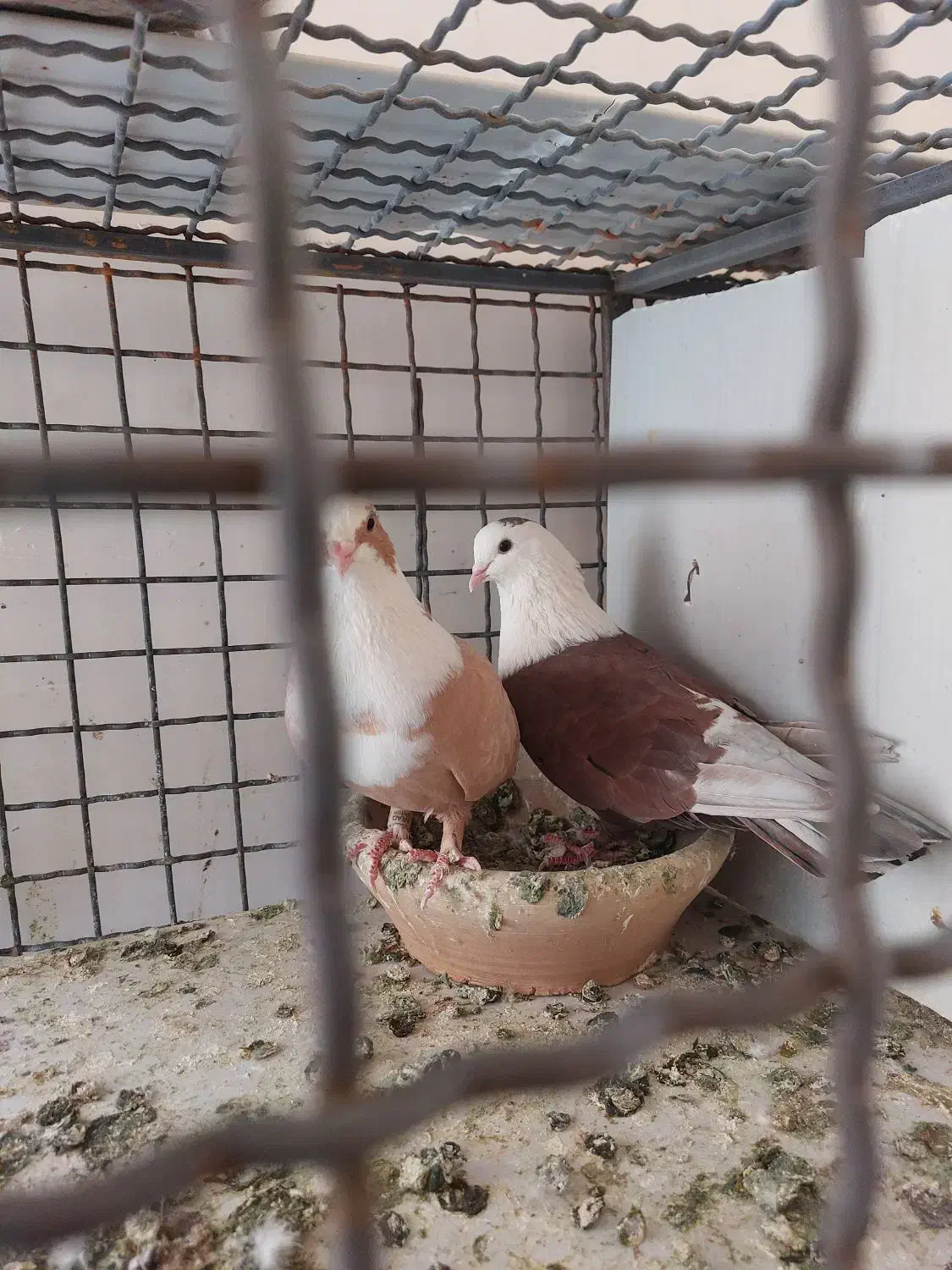 خیابان امام امام خمینی ۲۳|پرنده|تربت‌حیدریه, بالا ولایت|دیوار