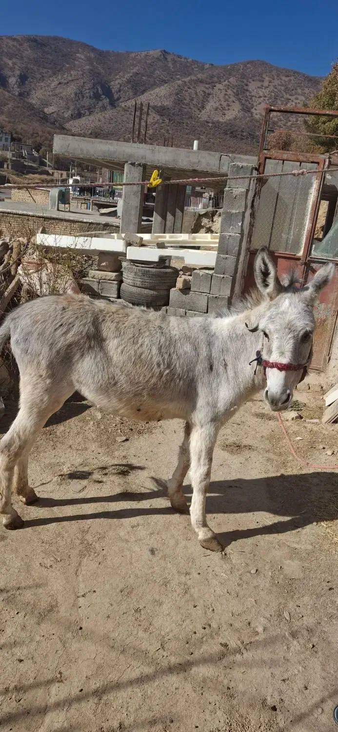 الاق|حیوانات مزرعه|فلارد, |دیوار